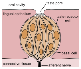 taste bud