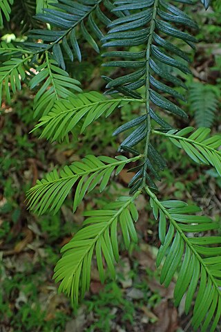 <i>Taxus mairei</i> Species of plant in the family Taxaceae