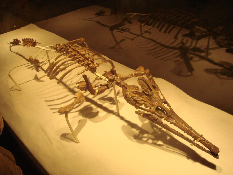 File:Tchoiria skeleton.PNG