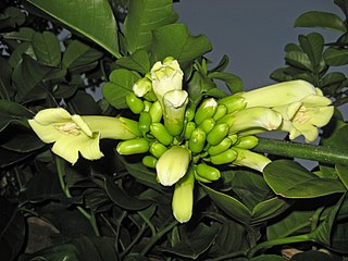 <i>Tecomanthe speciosa</i> Species of flowering plant