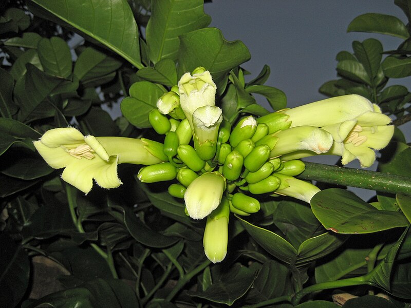 File:TecomantheSpeciosa467.jpg