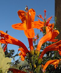 T. capensis