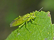 Tenthredinidae - Rhogogaster punctulata.JPG