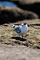 Immature; Aldinga Beach, South Australia