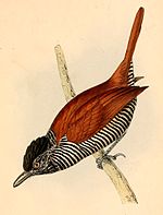 Thamnophilus palliatus illustration by Swainson, 1841 Thamnophilus palliatus palliatus male 1841.jpg