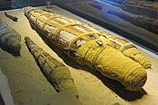 Crocodiles of various ages mummified in honor of Sobek. The Crocodile Museum, Aswan.