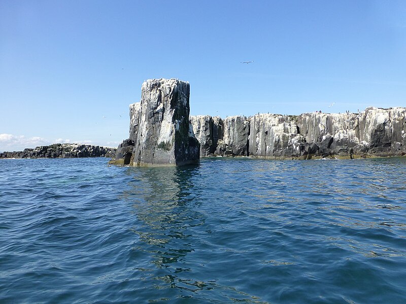 File:The Pinnacles off Staple Island - geograph.org.uk - 4087101.jpg