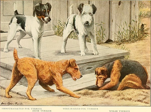 Some terrier breeds. The book of dogs; an intimate study of mankind's best friend, 1919.