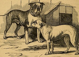 <span class="mw-page-title-main">Bulldog type</span> Dog type