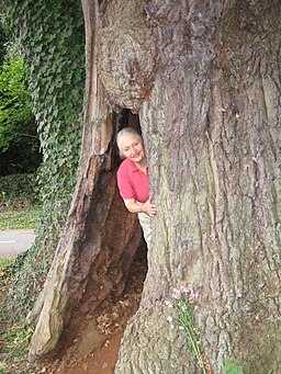 The hollow Eardisley Oak - geograph.org.uk - 1232115