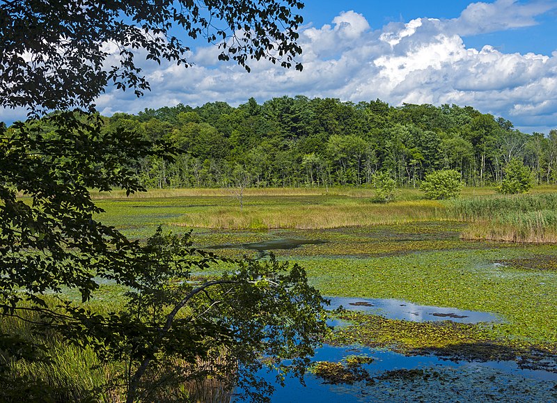 File:Thompson Pond with trees.jpg