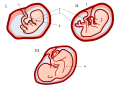 First trimester (I): by the end of the first trimester, the baby is fully formed; arms, hands (2), fingers, feet (1), toes, and can move hands. Second trimester (II): by the end of the second trimester, the baby’s fingers (2) and toes (1) are well defined. Third trimester (III): the baby is almost fully developed. By the end of the third trimester, the baby can blink, see, feel, respond, and grasp.