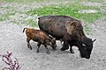 Bisons at Tierpark Stralsund