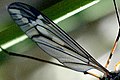 Tipula lateralis, wing detail