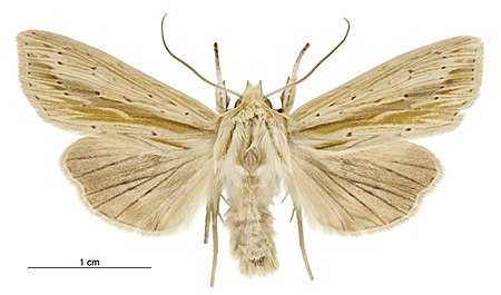 Ichneutica semivittata