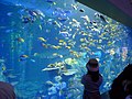 Toba Aquarium 1.jpg