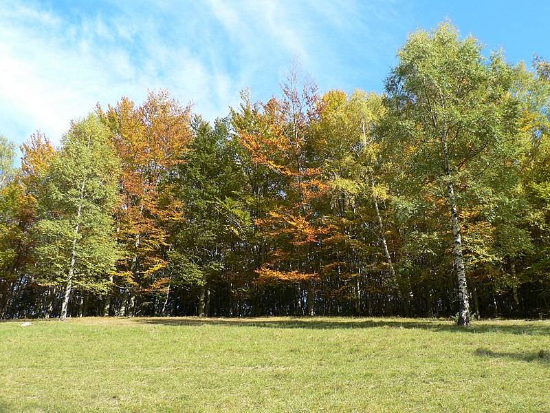 File:Tourbière du Peuil automne 2017 13.jpg