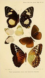 <i>Prothoe australis</i> Species of butterfly
