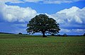 Tree On A Field (108523987).jpeg