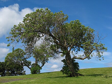 Filing tree. Дерево jpeg. Дерево джипег. Е дерево. Дерево Vismia.