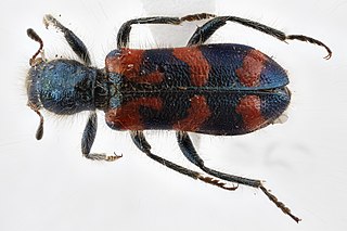 <i>Trichodes ornatus</i> Species of beetle