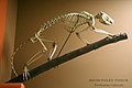 Trichosurus vulpecula skeleton.jpg