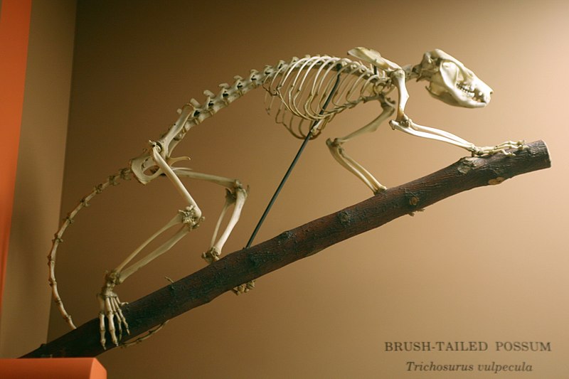 File:Trichosurus vulpecula skeleton.jpg