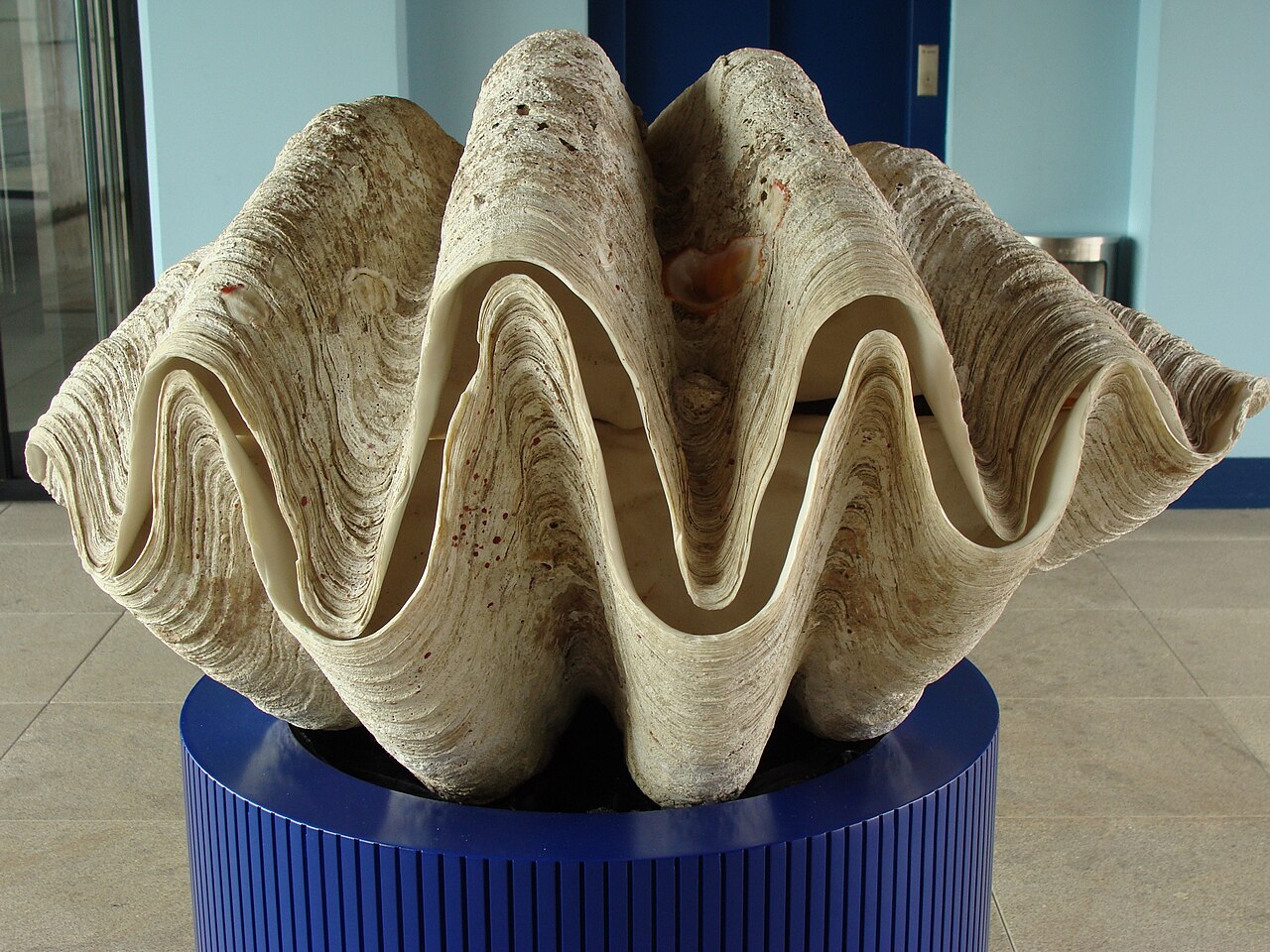 Shell of the giant clam (Tridacna gigas)