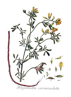 Trigonella corniculata