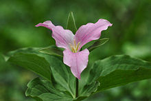 Trillium grandiflorum forma roseum with distinctly undulate margin of petals and leaves Trillium grandiflorum pink1.jpg