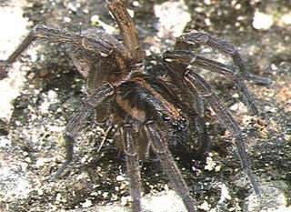 <i>Trochosa aquatica</i> species of arachnid
