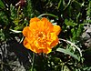 Trollius altaicus