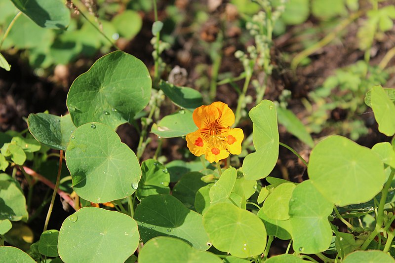 File:Tropaeolum minus 01.JPG