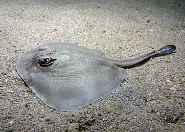 Western shovelnose stingaree (Q2977525)