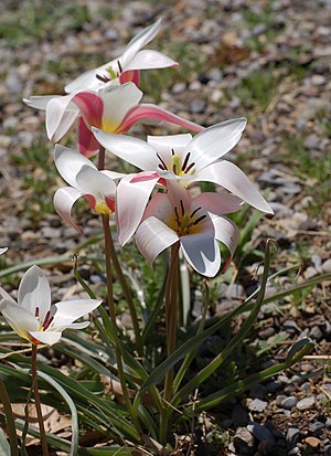 Tulip Tulipa clusiana 'Lady Jane' Rock Ledge Plant 1730px.jpg