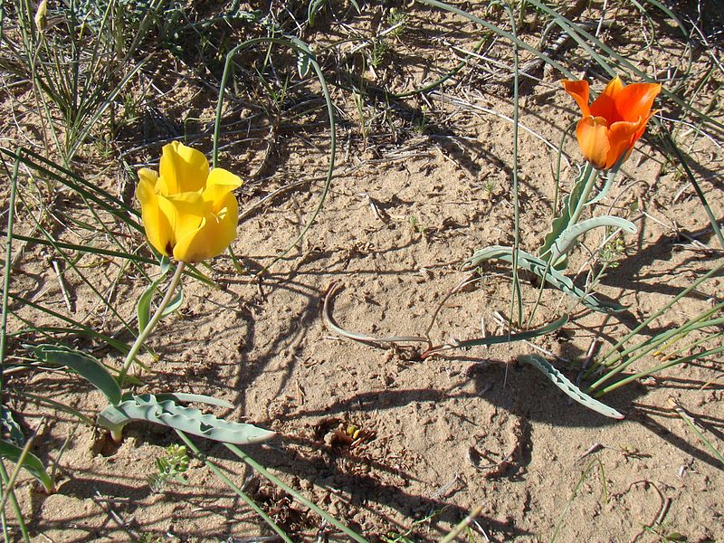 File:Tulipa borszczowii; Baikonur 003.jpg