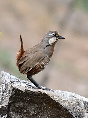 Turca, Alto del Naranjo 01nov14 .jpg