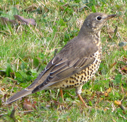 Dziedātājstrazds (Turdus philomelos)