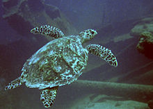 Hawksbill sea turtle swimming by Antilla's wreck Turtle at Antilla Wreck Aruba (2916429432).jpg