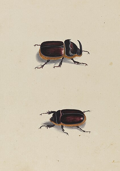 File:Two studies of insects - Ann Lee - 107-1973-79.jpg