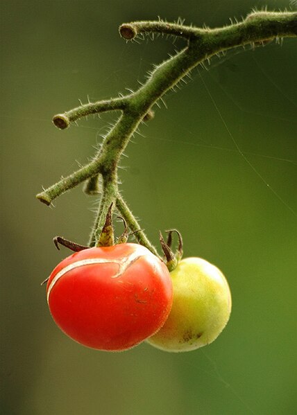 File:Two tomato.jpg