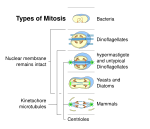 Neue Vektorgrafik