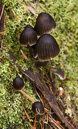 <i>Mycena nargan</i> Species of fungus in the family Mycenaceae