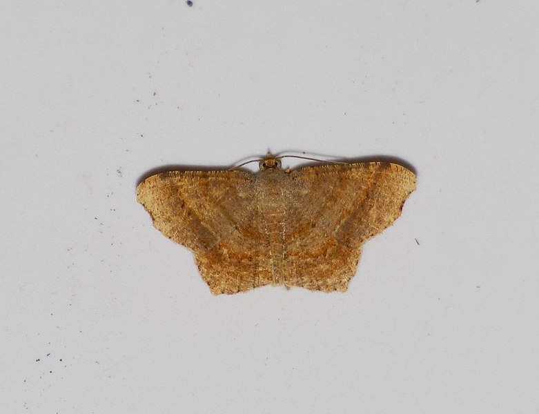 File:Unidentified moth 6447.jpg