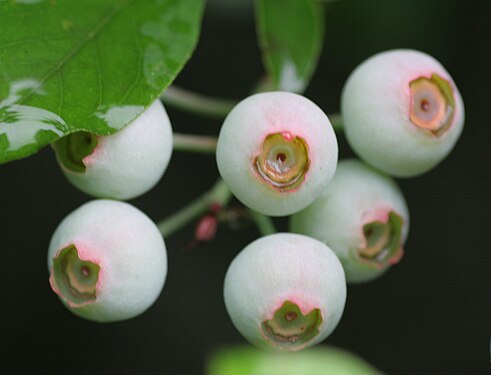 Unripe blueberries.jpg