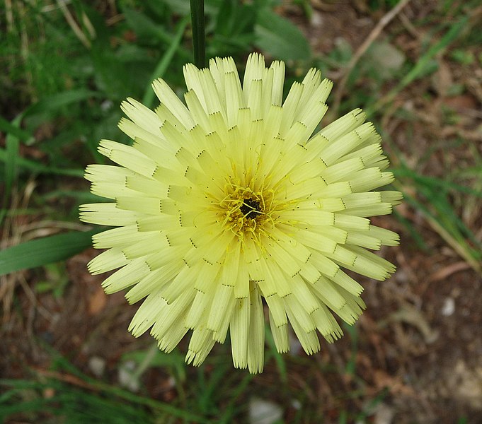 File:Urospermum dalechampii, Livorno.JPG