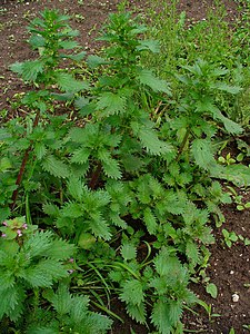 Urtica urens Habitus