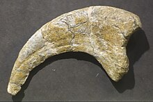 Pedal ungual II of CEUM 184v.294, housed at the Prehistoric Museum, USU Eastern. Utahraptor ungual BYU.jpg