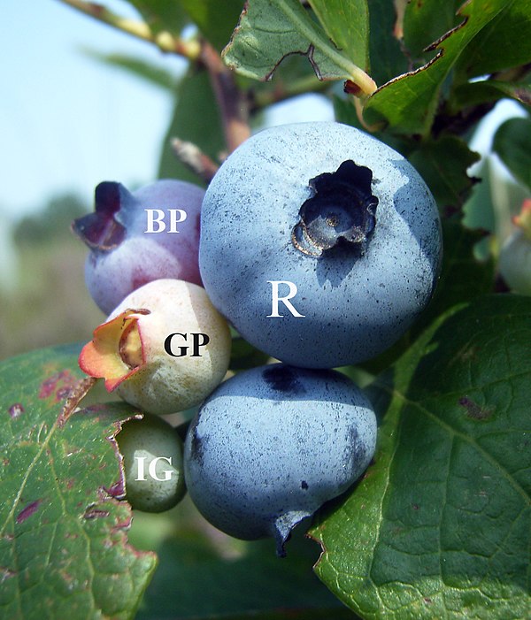 Blueberries showing various stages of maturation. IG = Immature Green, GP = Green Pink, BP = Blue Pink, and R = Ripe.