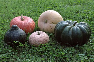 A variety of pumpkin cultivars Various Pumpkins.jpg